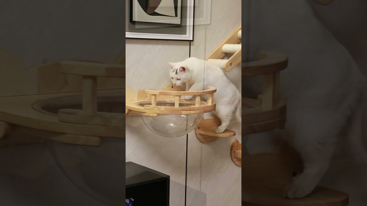Wall Mounted Cat Perch, Cat Wall Furniture