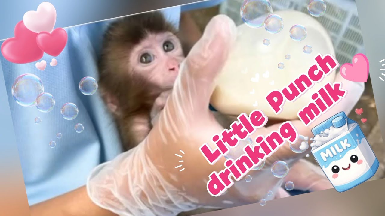 1-Month-Old Baby Monkey Punch 🩷 Happily Drinking Milk in Daddy Shikano&rsquo;s Lap 🩵 1st Birthday Special🎂