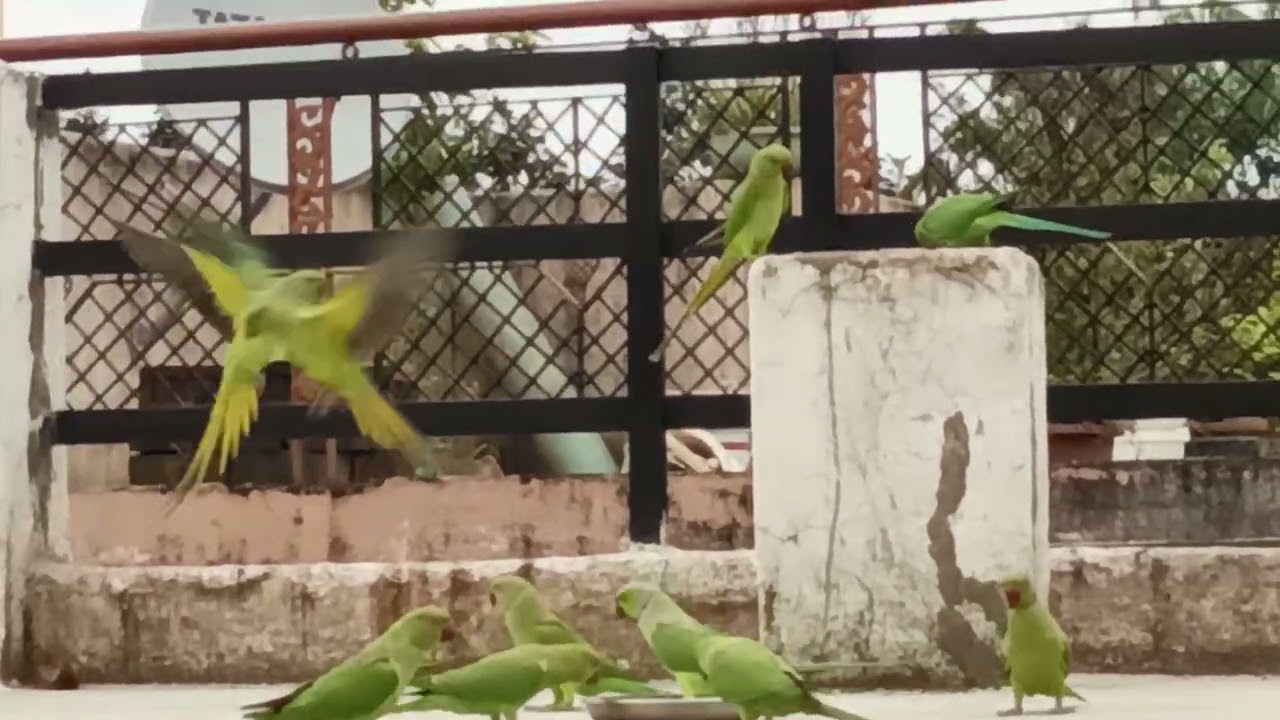  Koshta ji vlog , ladte jhagadate Tote 🦜🦜