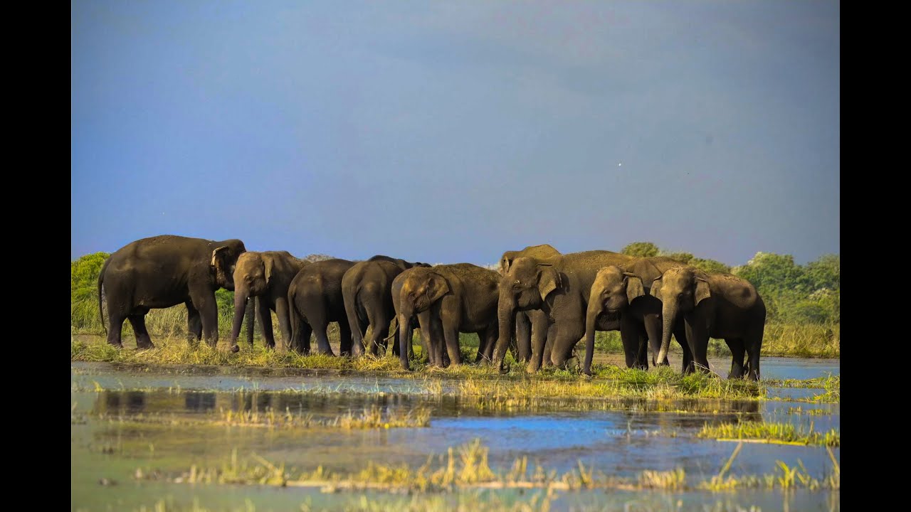 Plight of Wild Elephants: Victims of Human Encroachment