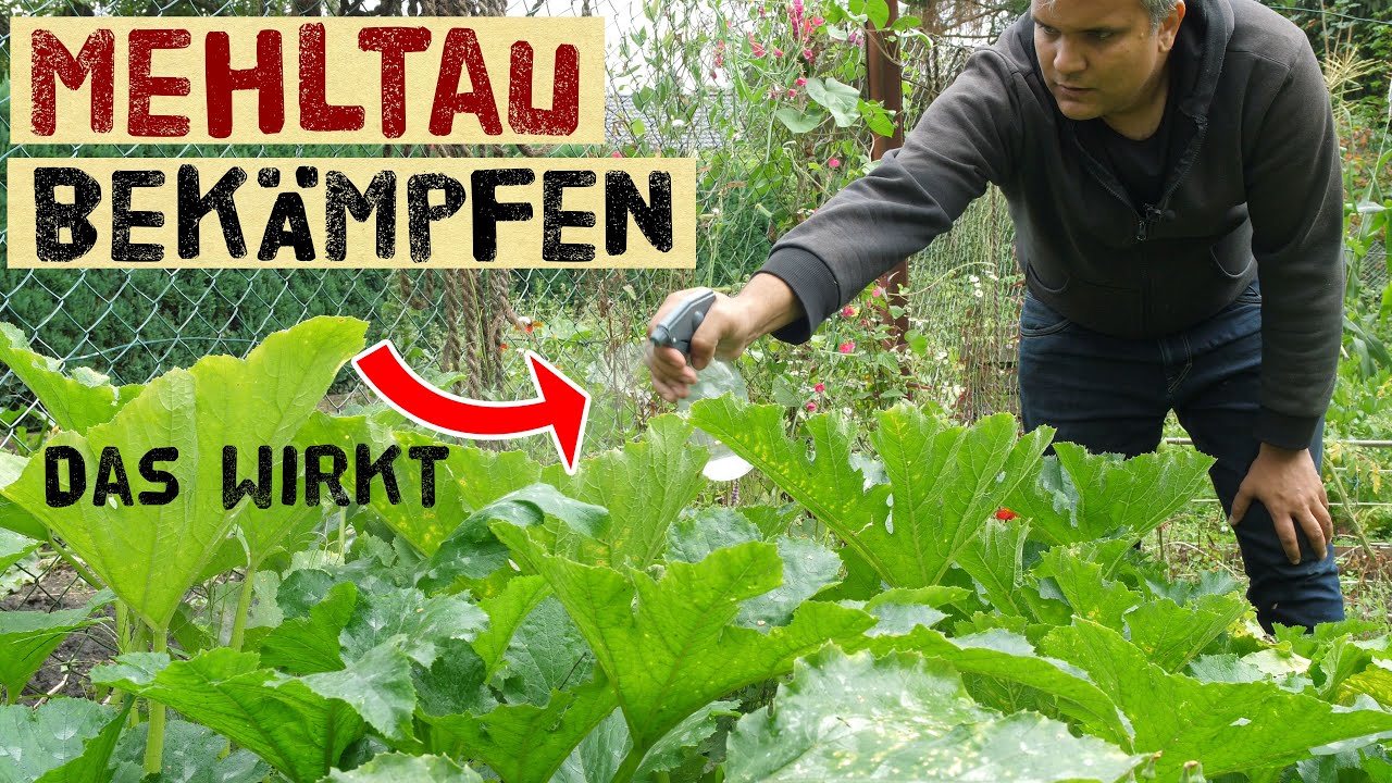 Jetzt Mehltau bek&auml;mpfen - l&auml;nger Gurken und Zucchini ernten. Echten, Falschen Mehltau unterscheiden