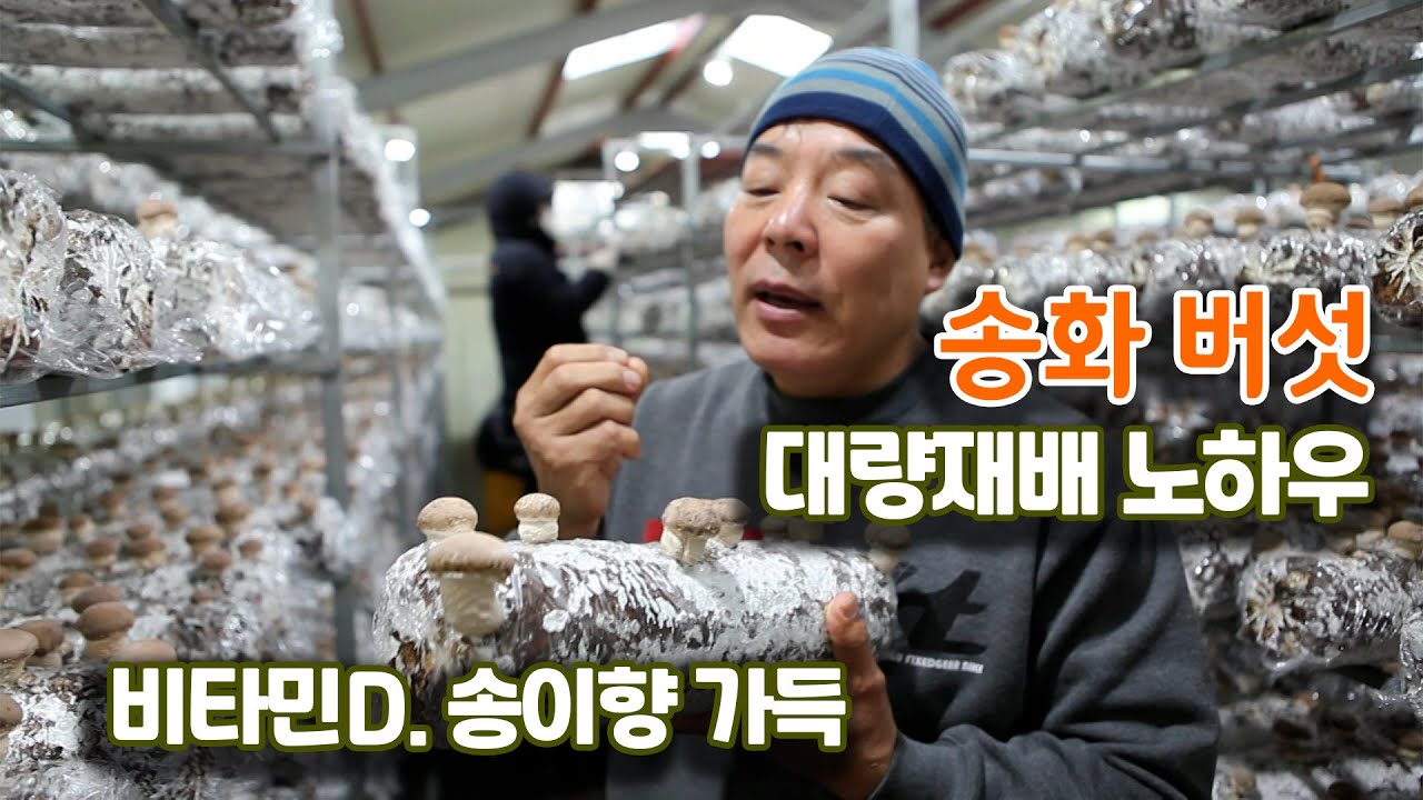 [ 귀농귀촌TV ] 송화 버섯 대량재배 노하우.  비타민D. 송이향 가득 / 평창귀농귀촌인 특집 1편