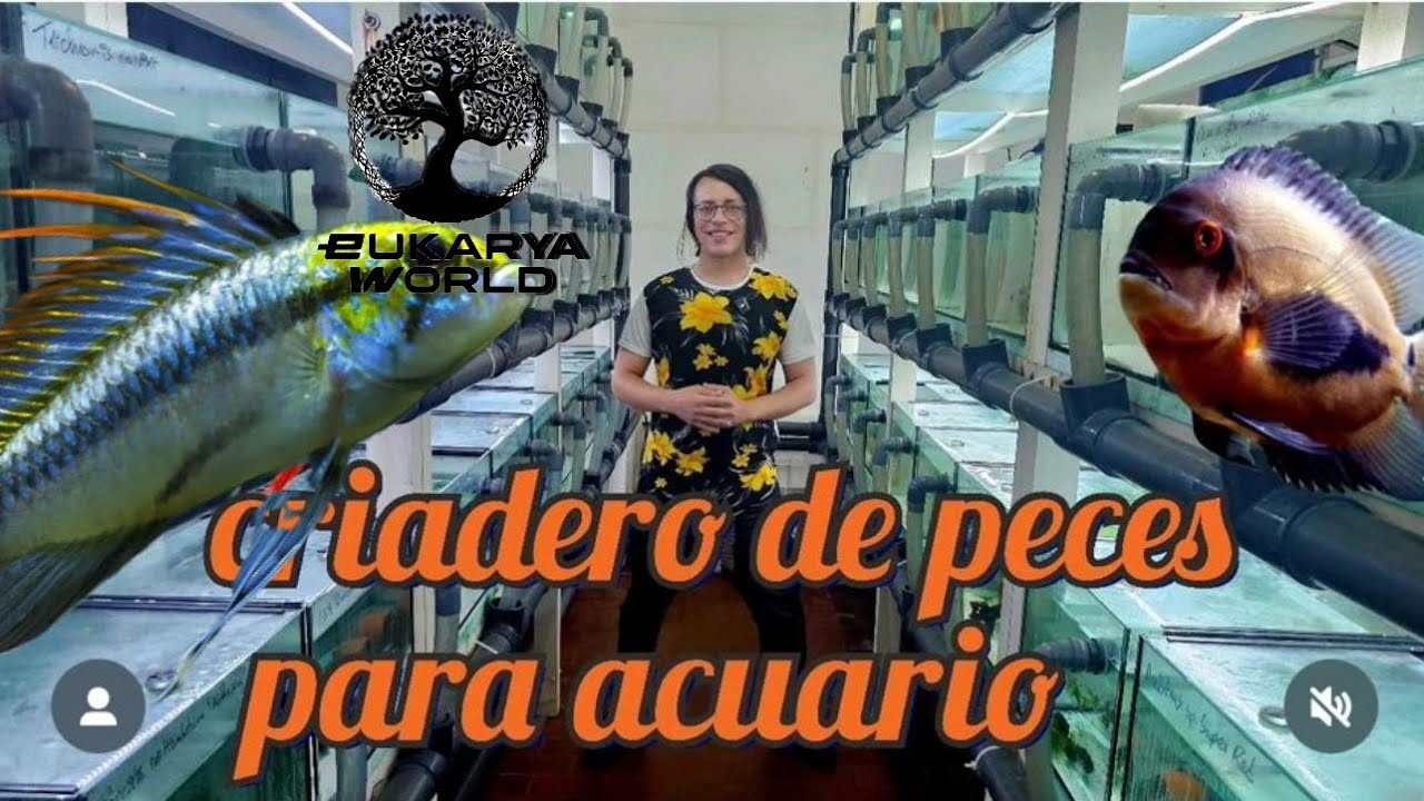 CRIADERO de PECES para ACUARIO