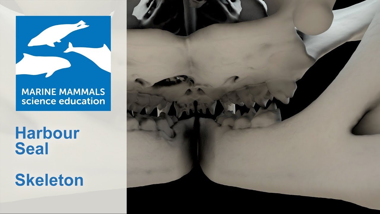 3D Skeleton of a harbour seal (Phoca vitulina)