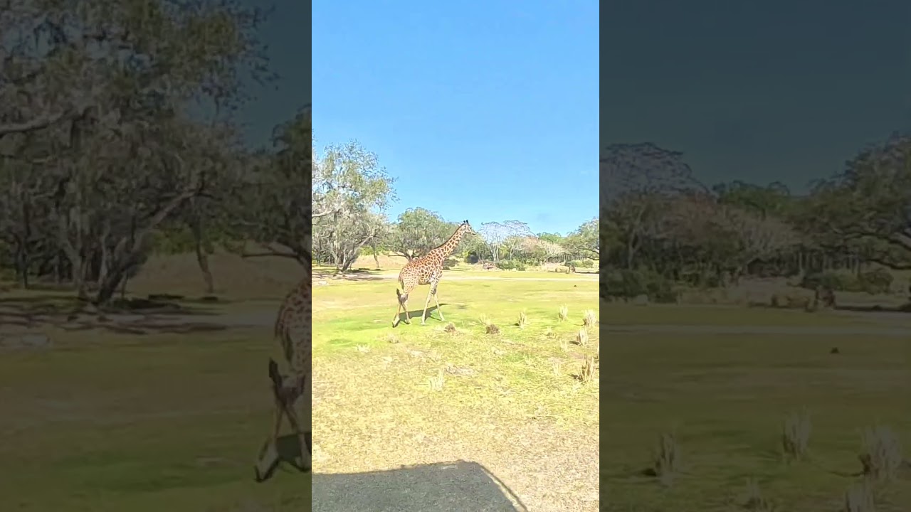 Kilimanjaro Safari  Disney Animal Kingdom #themepark #disney