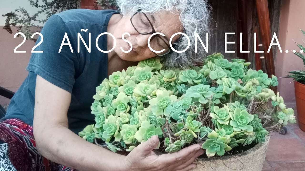 AEONIUM. SUCULENTA CON HISTORIA #lasplantasdegeral #cactusysuculentas #aeonium #jardin #plantas 