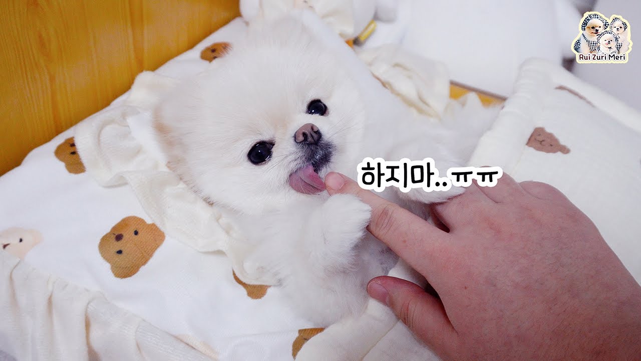 퇴원 선물로 폭신한 소파 사줬더니... 쥬리 야옹이 변신! ❤️