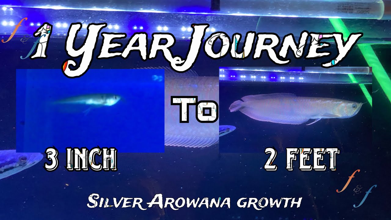 Silver Arowana growth | One year growth of my silver arowana #giant #monster #arowana #fishandfish