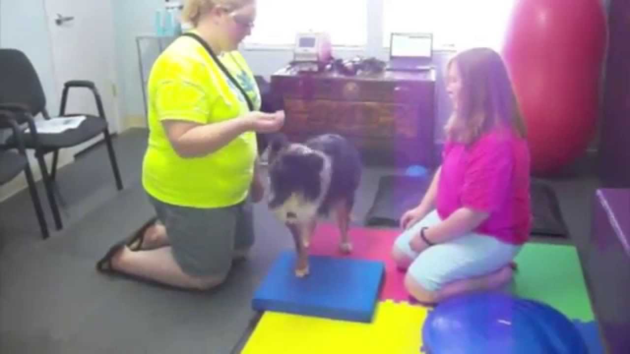 How To Use Balance Pads & Disc for Conditioning Tripawds