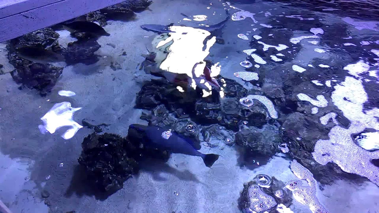 2000 gallon saltwater pond
