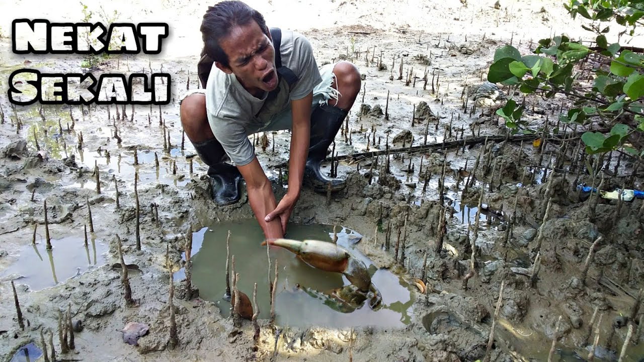 LIHAT YANG TERJADI ! Nekat Menangkap Kepiting Raksasa