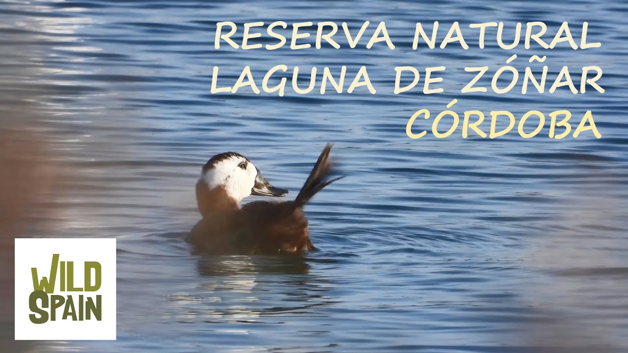 Wild Spain - Capítulo 158 - Reserva Natural Laguna de Zóñar, Córdoba.