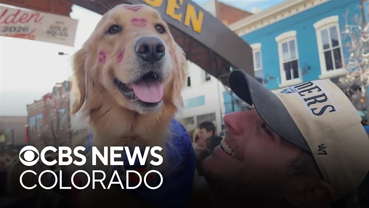 Largest gathering of golden retrievers in the world returns to Colorado