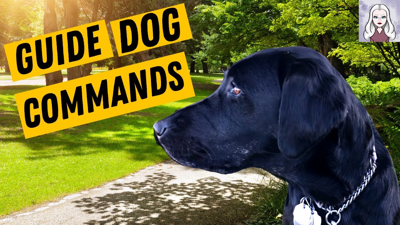 Guide Dog At Work - All My Guide Dog's Commands