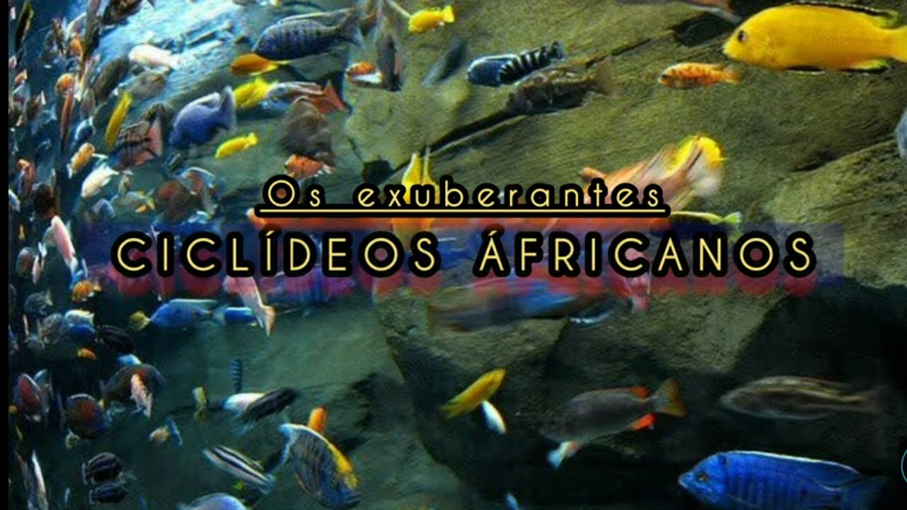24 - Os exuberantes Ciclídeos Áfricanos - Parte 1: A origem dos lagos Áfricanos