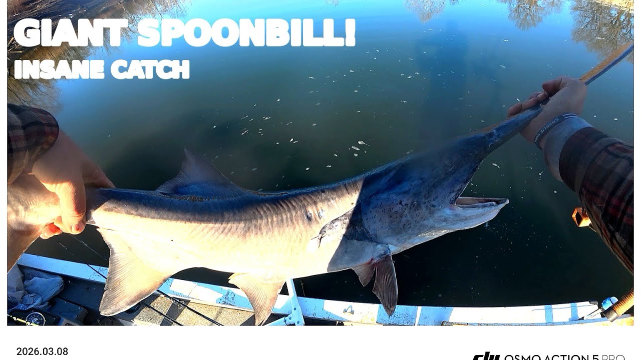 “GIANT Spoonbill on a Rod & Reel!! (INSANE Catch)” and put “I DID NOT EXPECT THIS!”#fishing