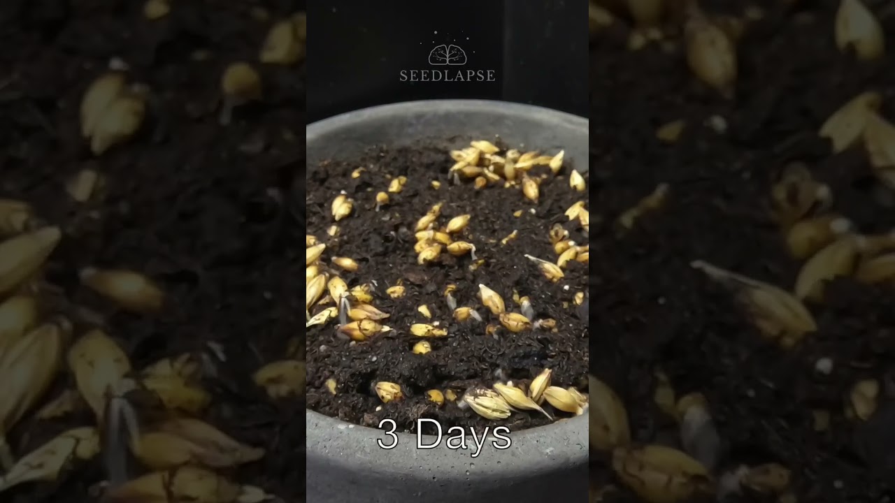 13 Days in 22 Seconds - Cat Grass Time-Lapse