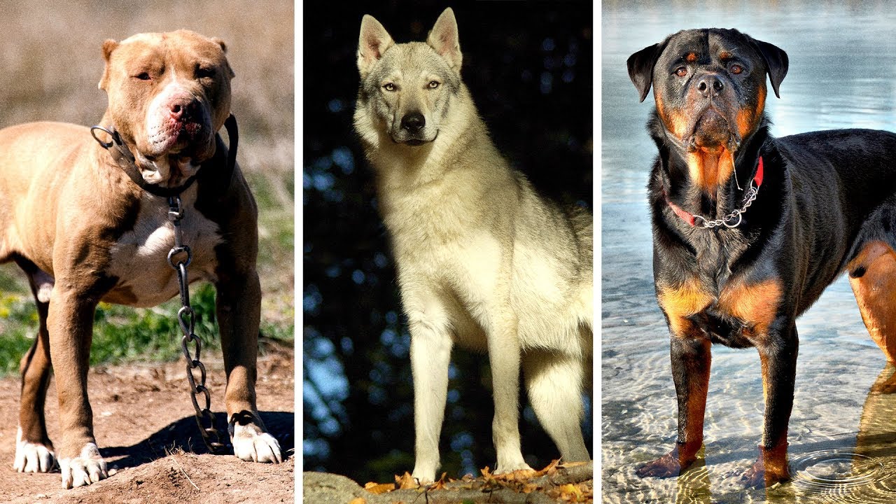 7 Most Banned Dogs Around In the World