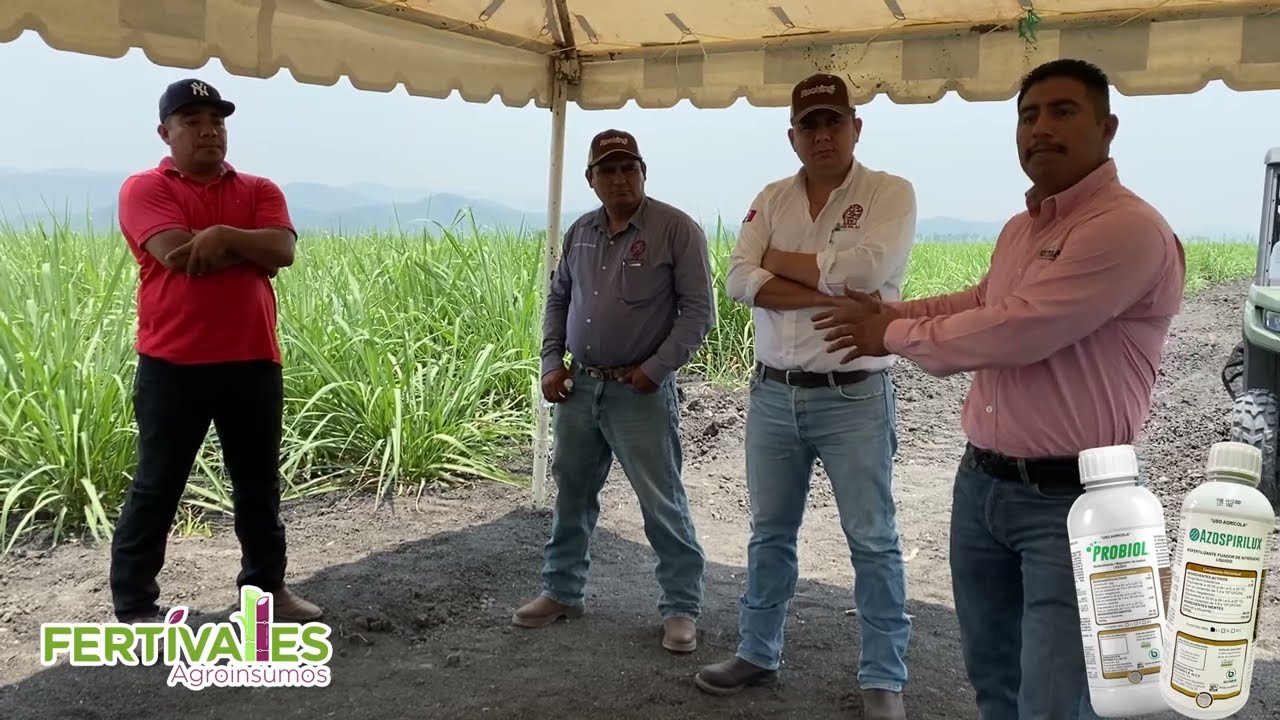 Microbiología en caña de azúcar