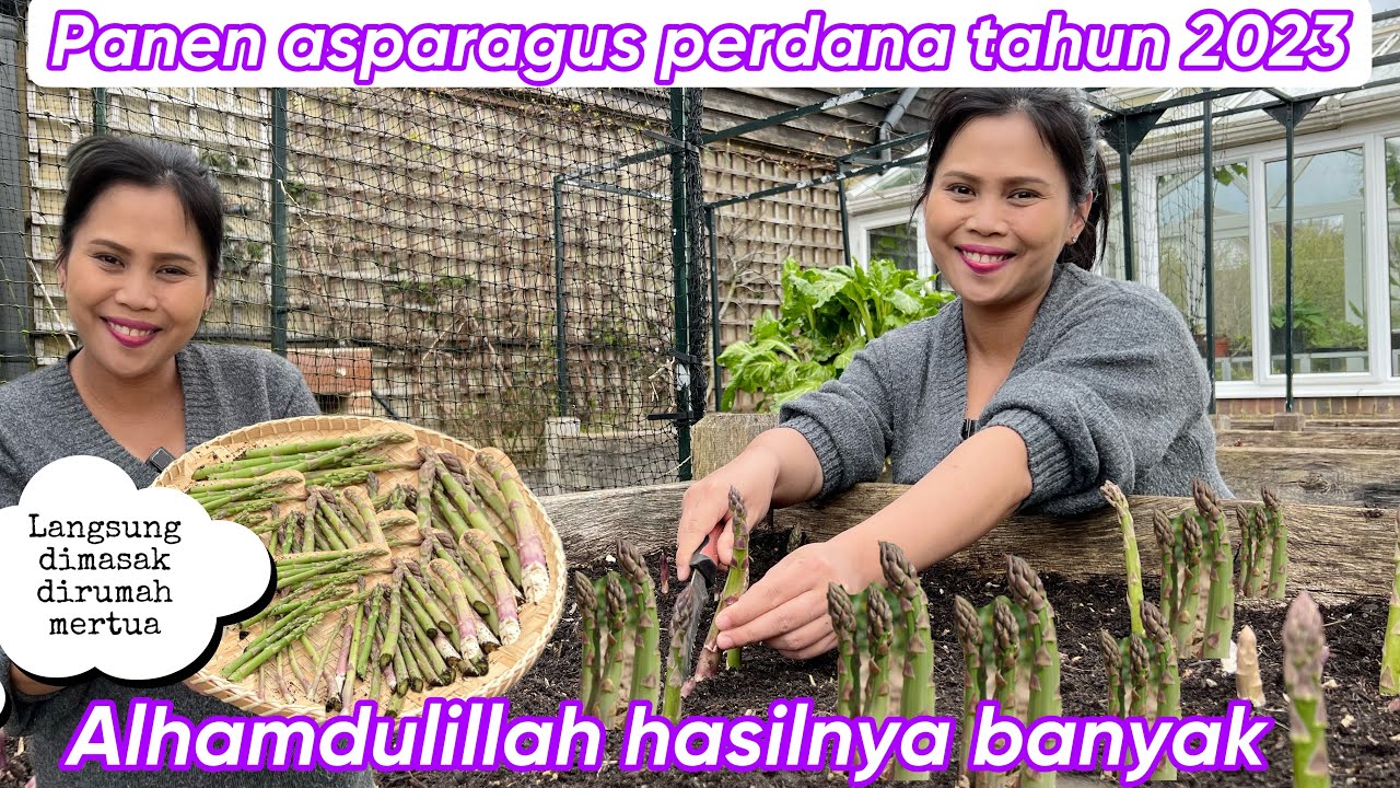 PANEN ASPARAGUS PERDANA TAHUN 2023 || ALHAMDULILLAH HASILNYA BANYAK