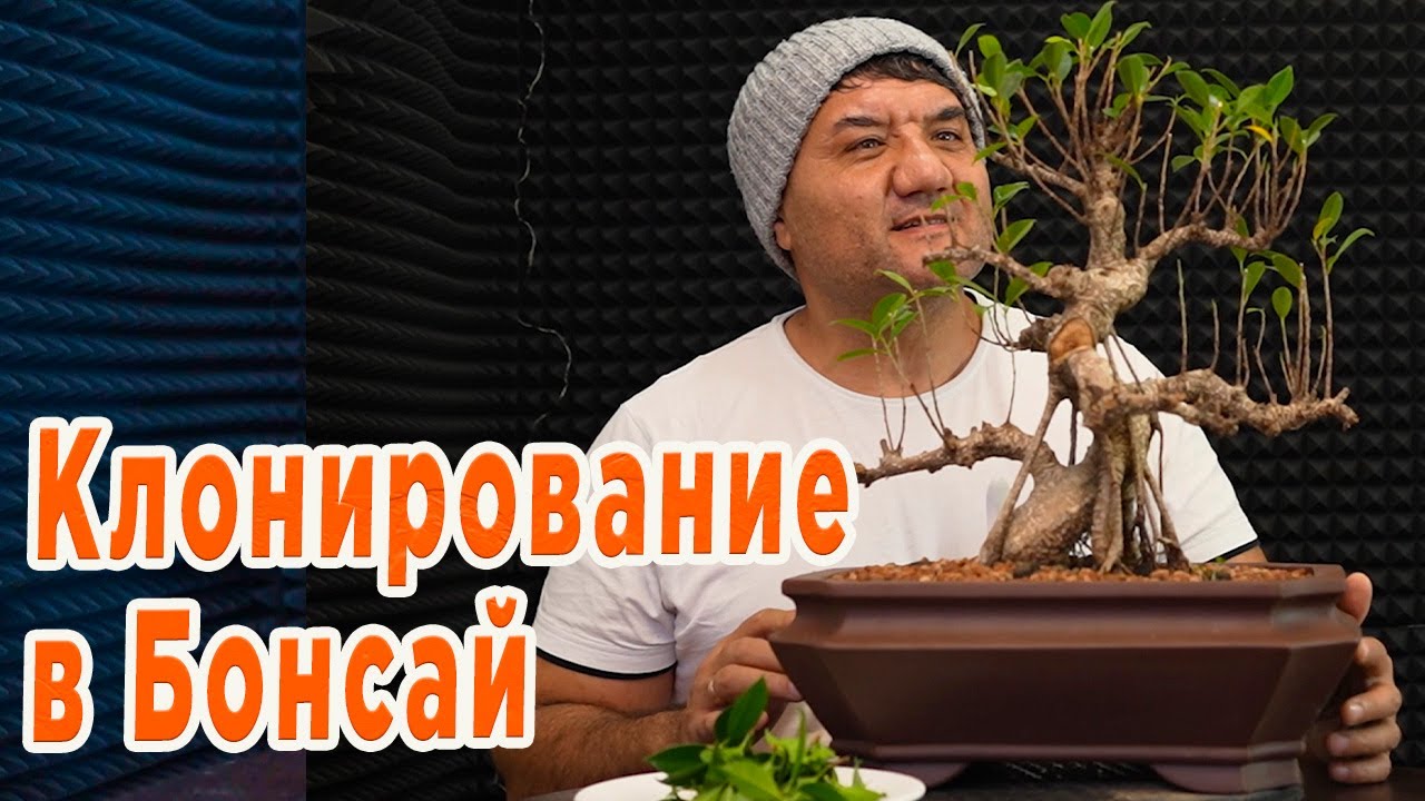 Рассадил черенки от Фикуса Слона. Бонсай из Фикуса.