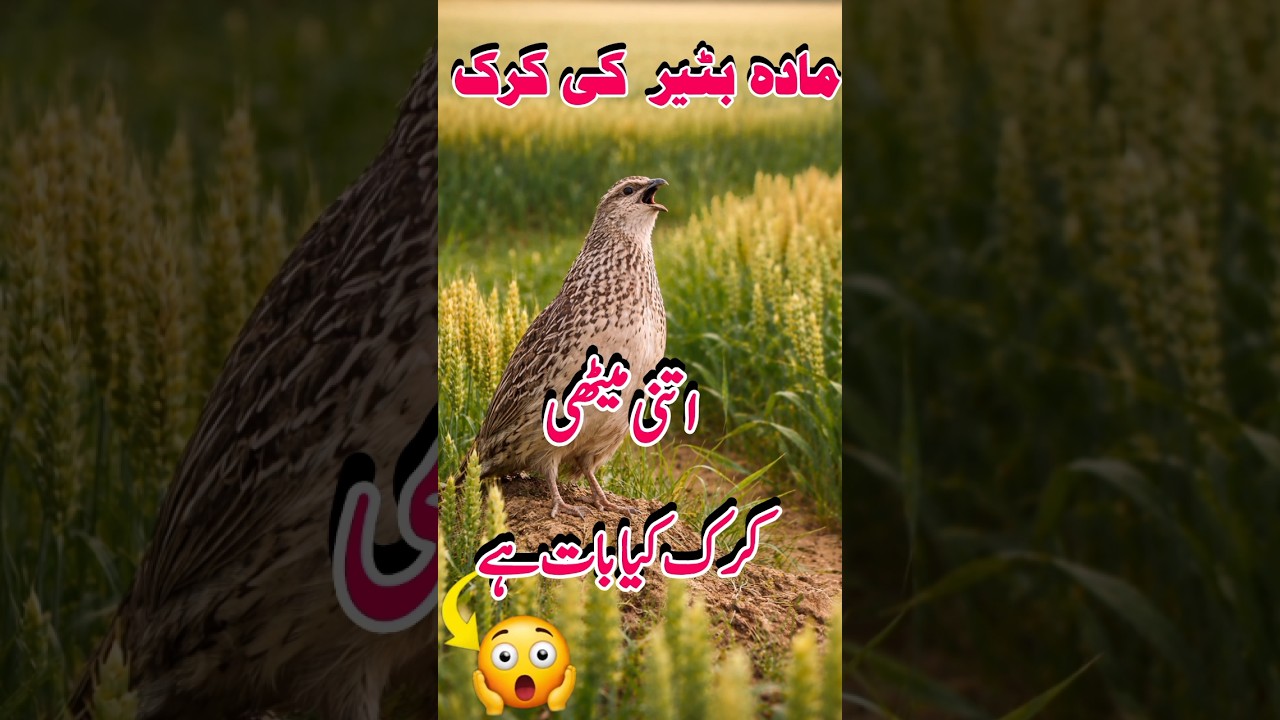 Madi Batair Ki Awaz ,Female Quail Call,Madi batair kirk,#birds #youtubeshorts#funny#foryou#shorts