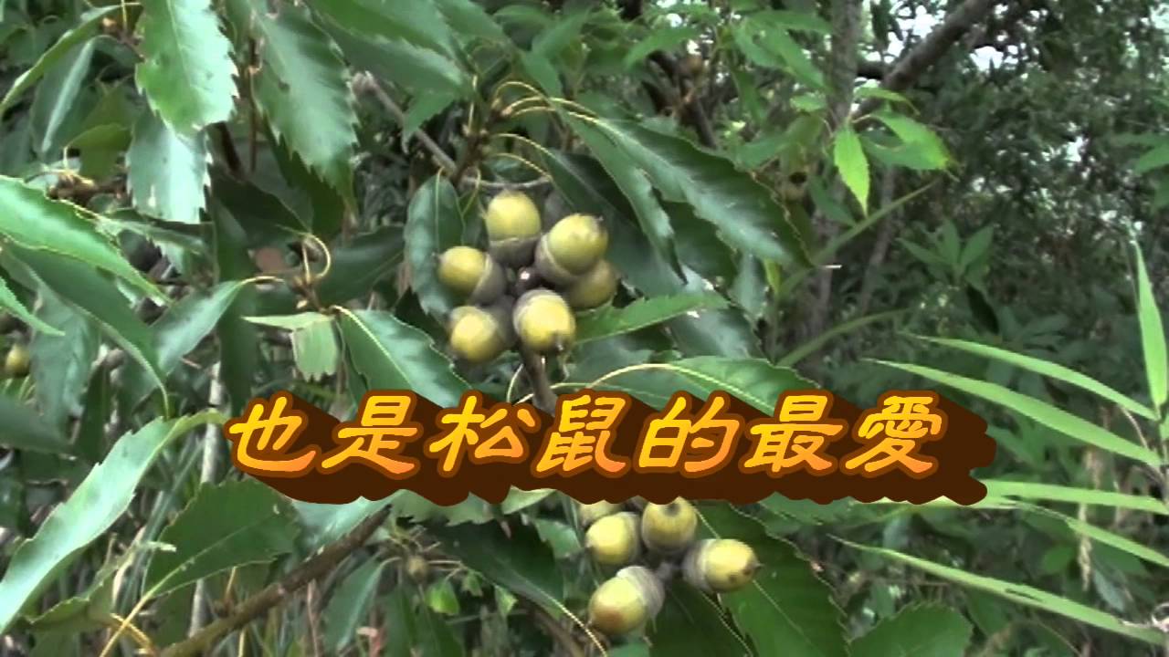 台灣. 中國藥用植物學會 介紹藥用植物及民間常用青草藥   青剛櫟   別名：白孝欑、青櫟、