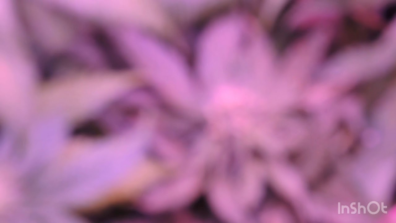 Week 3 flower fem spray project hermi pollen sacs are here