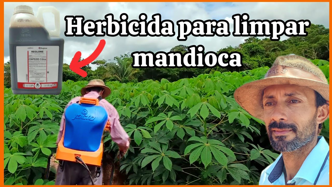 Melhor herbicida para limpar a roça de mandioca 🌱🌱
