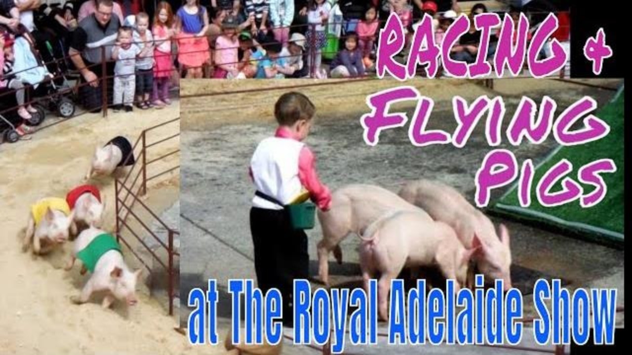 Proof....Pigs Can Fly!! Racing Pigs & Pig Diving at Royal Adelaide Show, Australia @kartwheelkarl