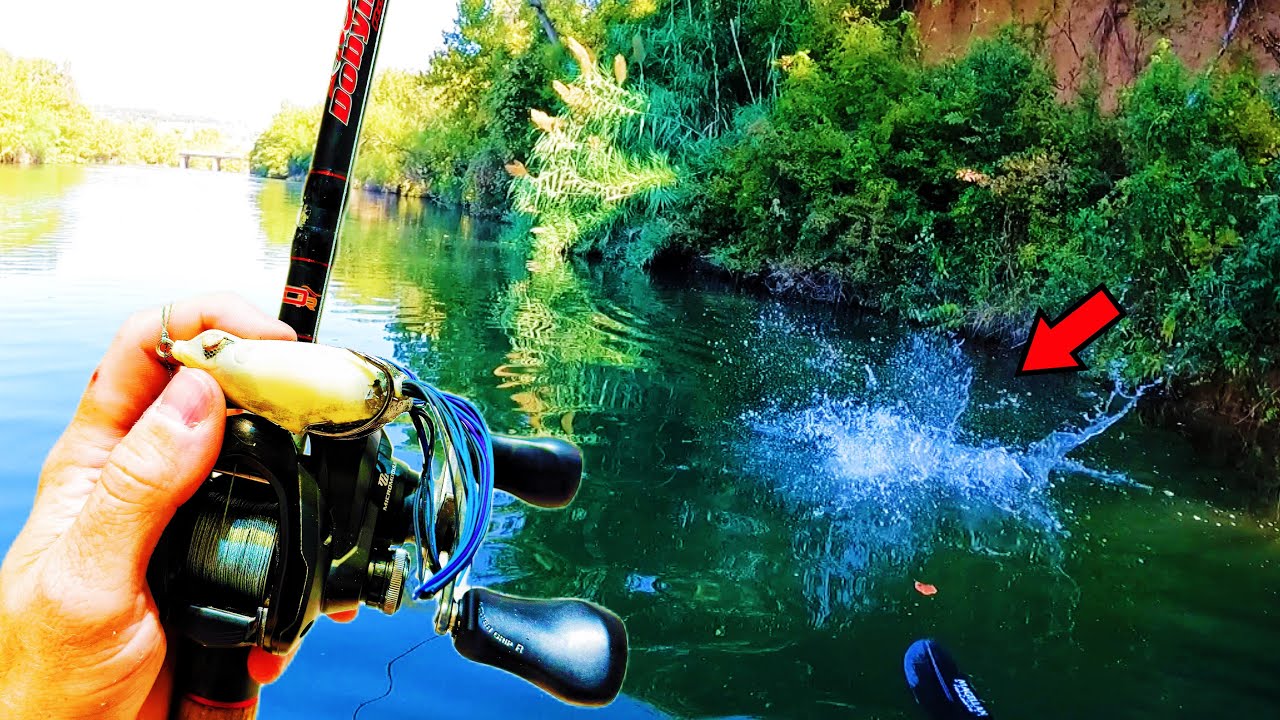 I’ve Never Seen Them EAT a FROG Like This…