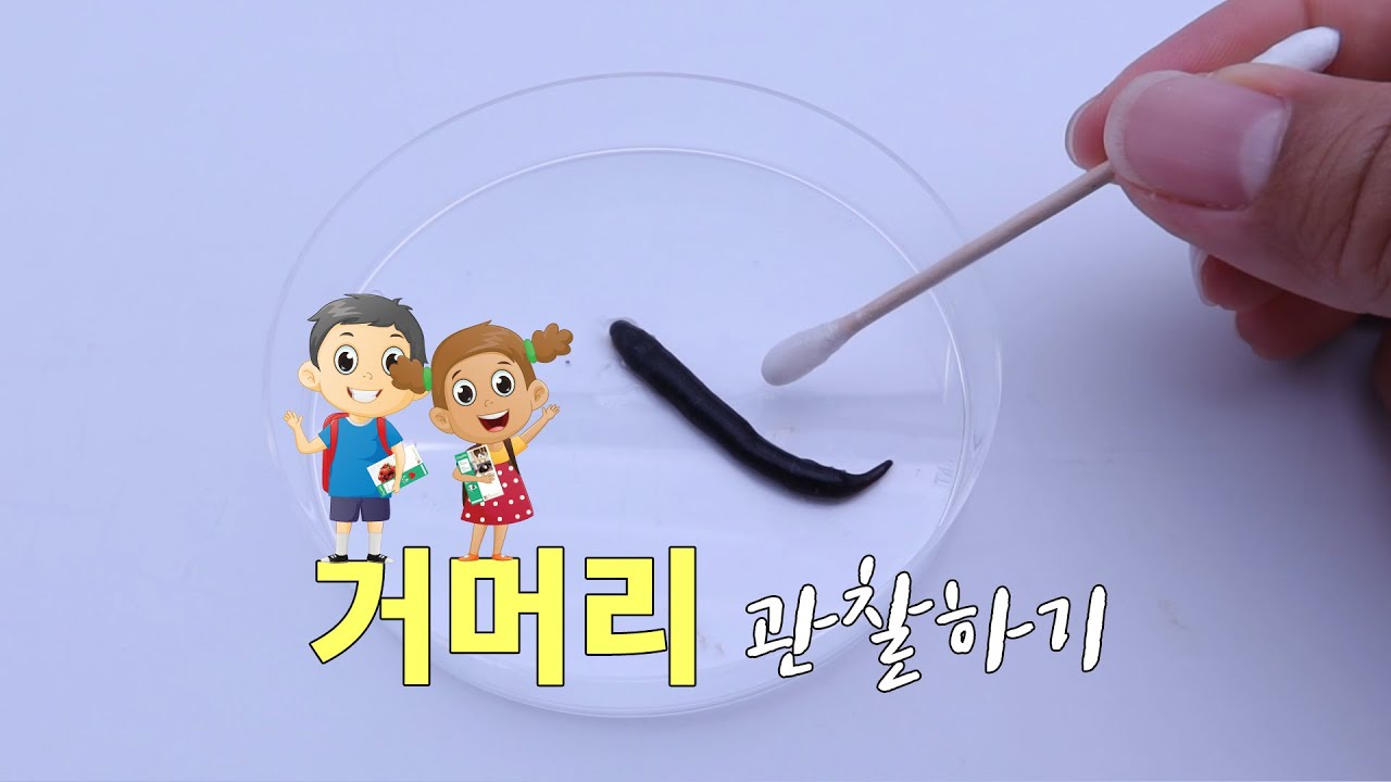 거머리 #거머리관찰하기