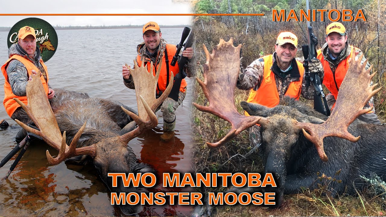 Northern Manitoba GIANT Rutting Moose | Canada in the Rough