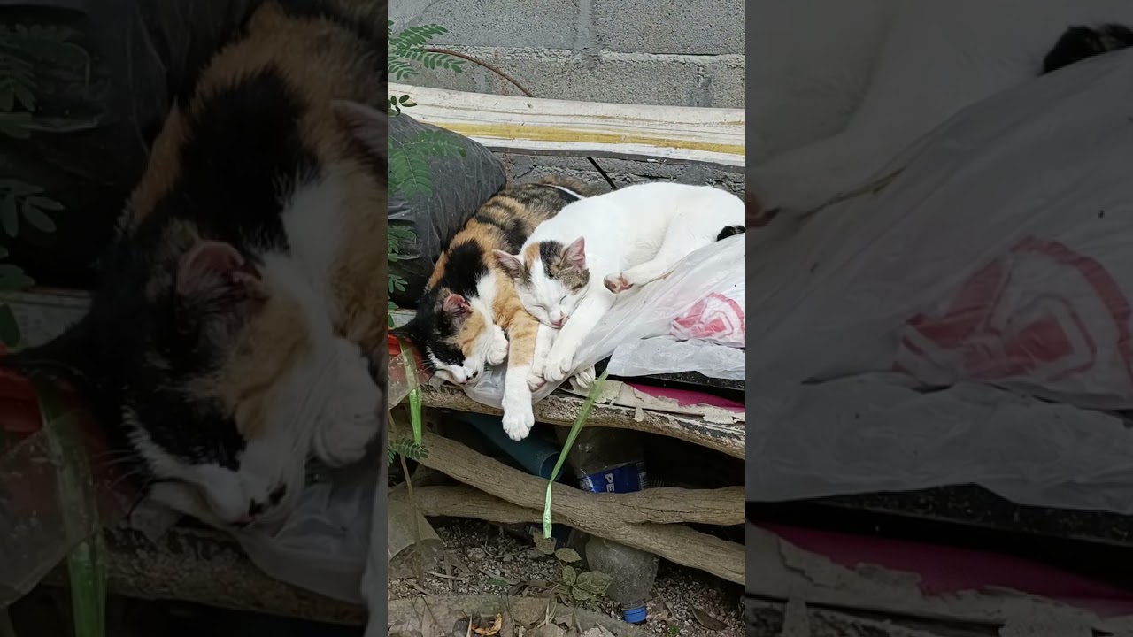 ดูท่านอนและที่นอน 2 สาวแมวน่ารัก 😹😺