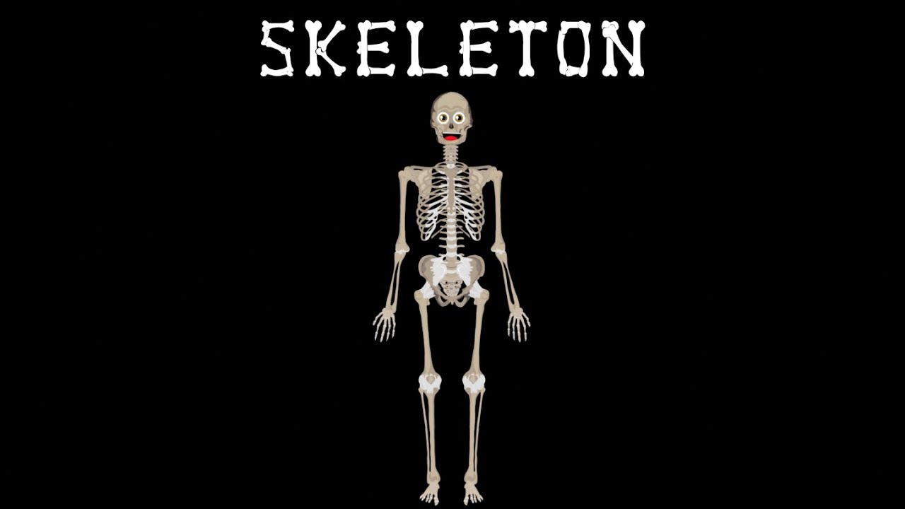 The Bones  Skeletal System Song/Anatomy
