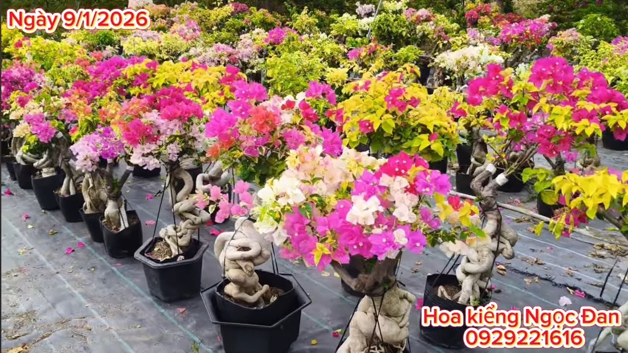 9/1/2026.🎉Combo hoa giấy giống mới giá rẻ nhanh tay thì còn mà chậm tay cũng còn luôn đây ạ😁