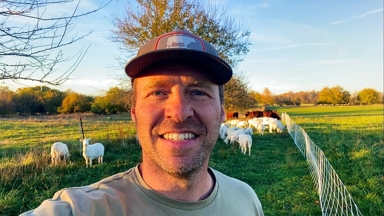 Stockpile Grazing Begins!  Strategy for Sheep and Cattle