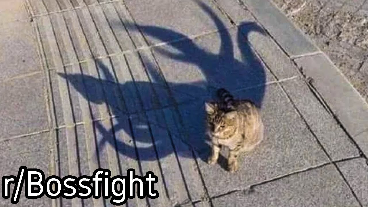 r/Bossfight | Elder God Cat...