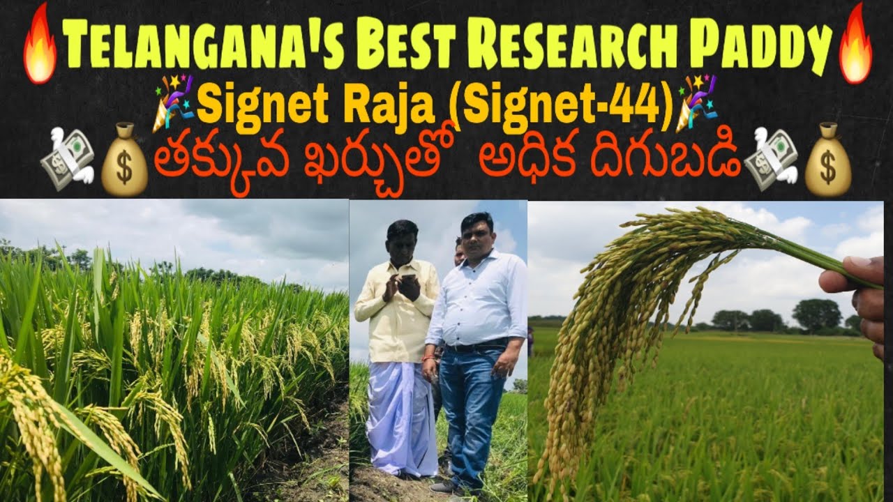 🔥రోజులకే రారాజు!!Signet Raja 44|Record Breaking Yield in Telangana|తక్కువ ఖర్చుతో  అధిక దిగుబడి🔥