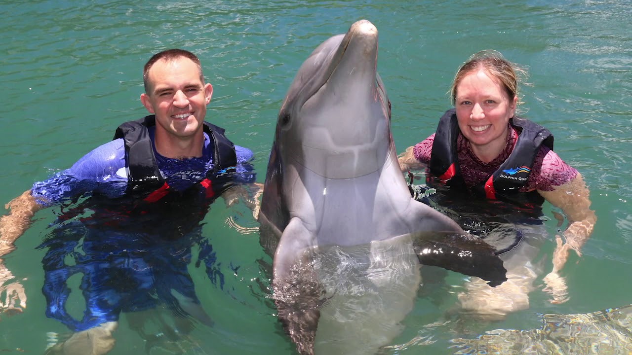 Dolphin Quest LIVE - Welcoming Guests Back
