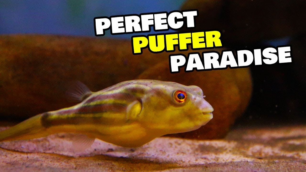 The Ultimate Fahaka Puffer Fish Tank Makeover