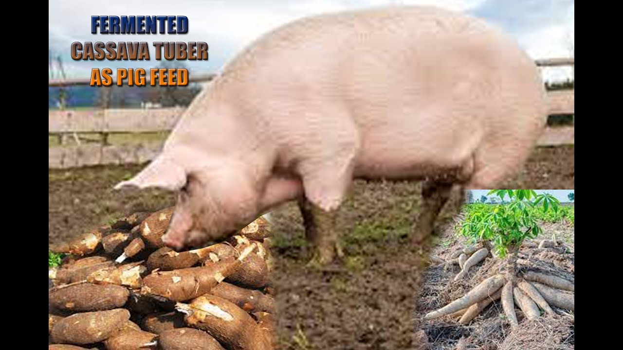 How to use Cassava tuber as pig feed