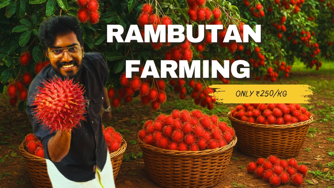 Rambutan 🍒Farming | Kerala | AgroTill | #farming #agribusiness