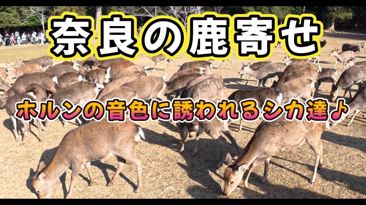 奈良の鹿寄せ　ホルンの音色に誘われるシカ達♪