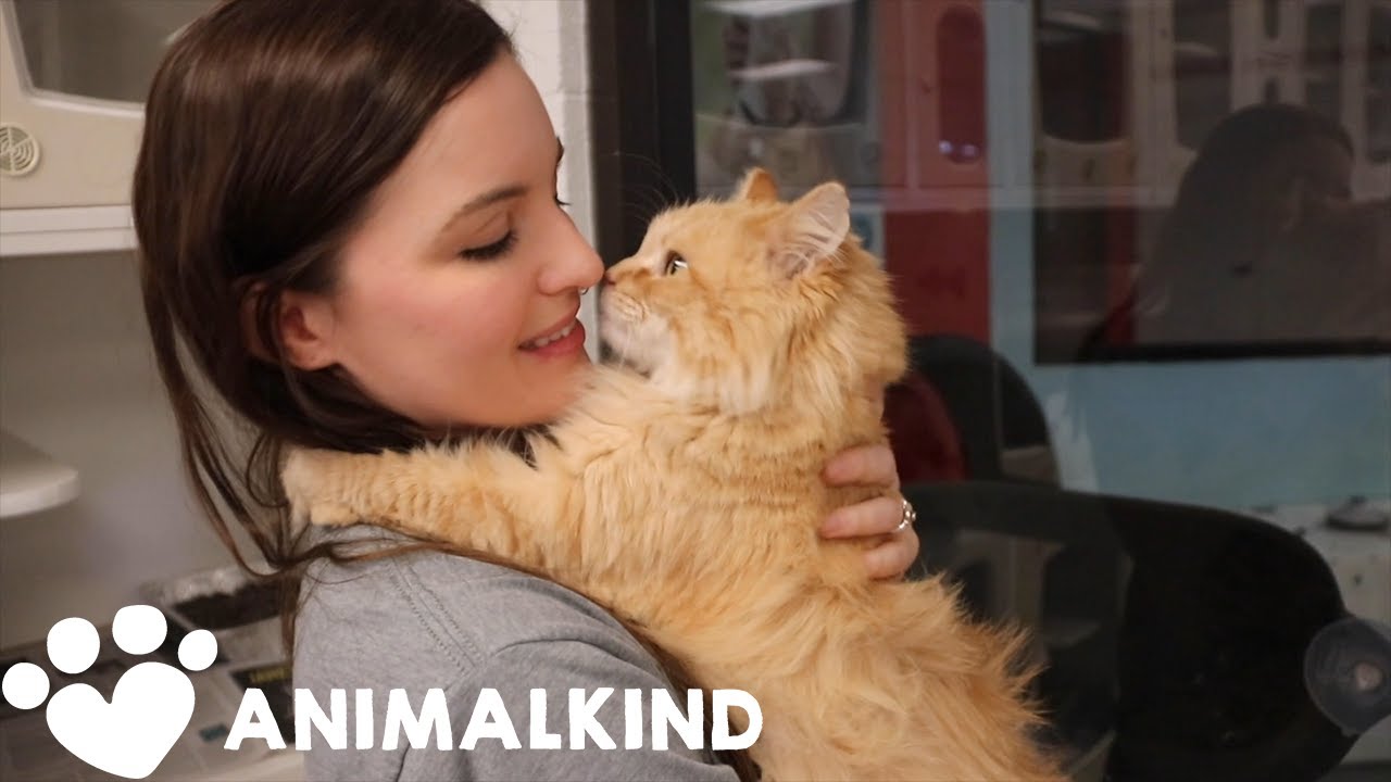 This is how homeless pets are being cared for amid pandemic | Animalkind