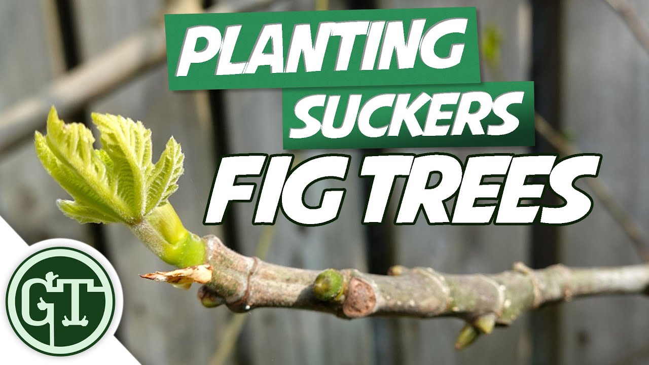 Propagating Figs Using Suckers - How To Grow A Fig Tree From A Pulling | Fig Tree Propagation
