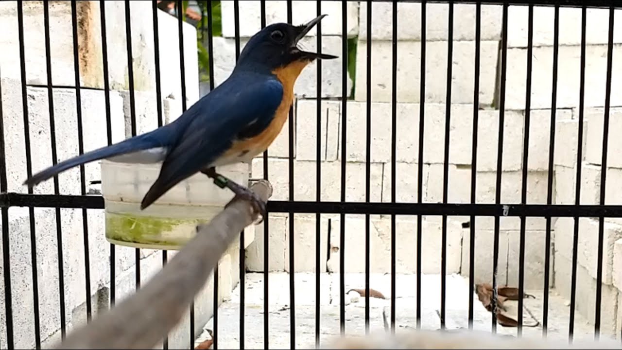 Tledekan Gunung Jantan Nyuling GACOR - Suara PIKAT Burung Sulingan & Sikatan SRDC Agar Cepat Bunyi