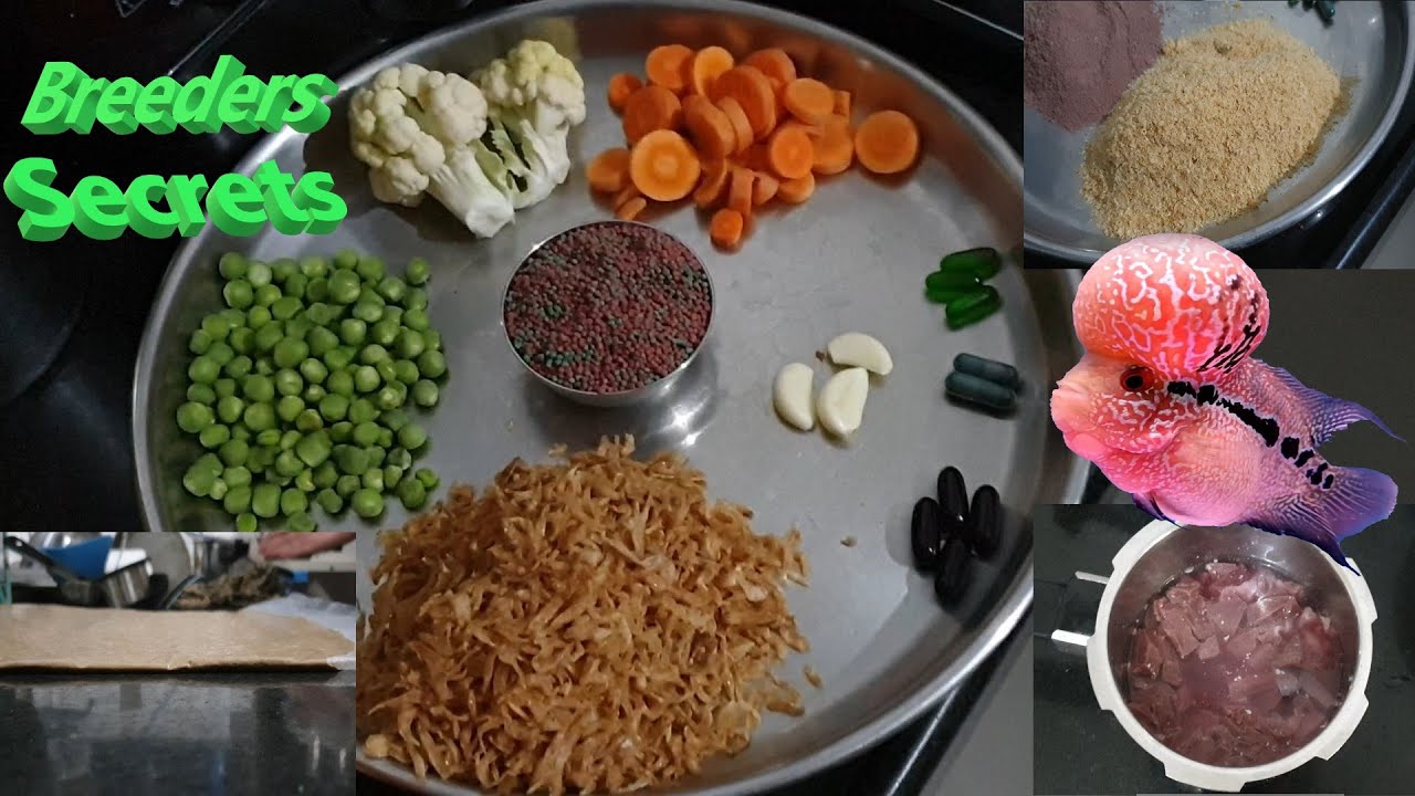 Homemade High Protein Flowerhorn Fish Healthy Food. #BreedersSecrets  #HighProtein