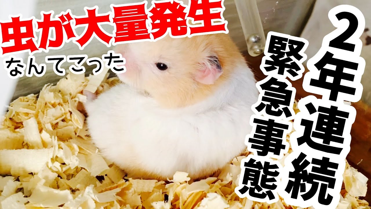 【緊急事態！】ハムスターの家の中に虫の大量発生！！！【ちょっとだけ🐜閲覧注意】