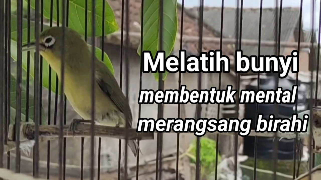 CIAK CIAK JOSS KECIAL KUNING AMPUH||PANCINGAN KECIAL MALAS BUNYI||masteran 
